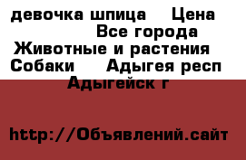 девочка шпица  › Цена ­ 40 000 - Все города Животные и растения » Собаки   . Адыгея респ.,Адыгейск г.